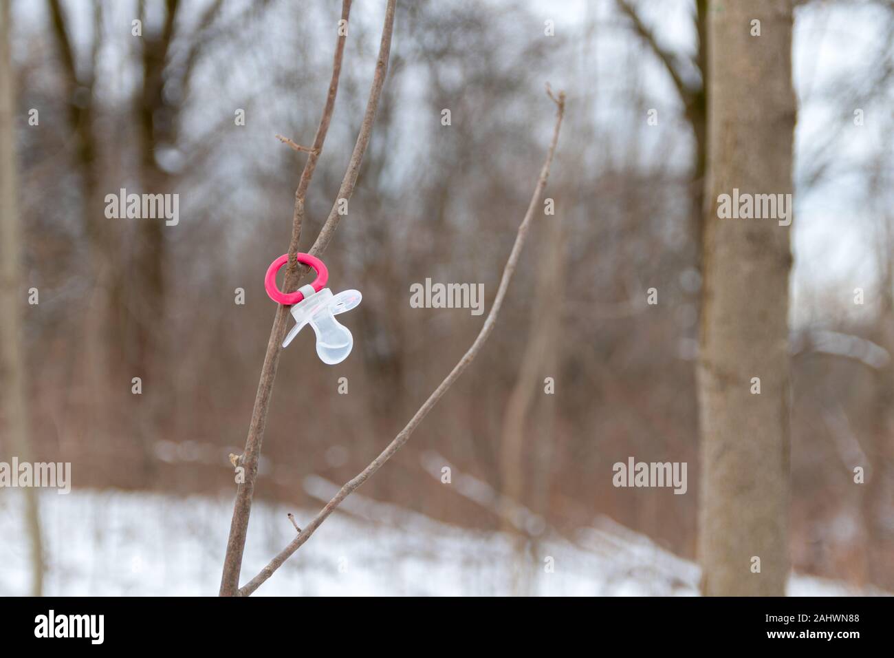 Succhietto sul ramo della foresta innevata Foto Stock