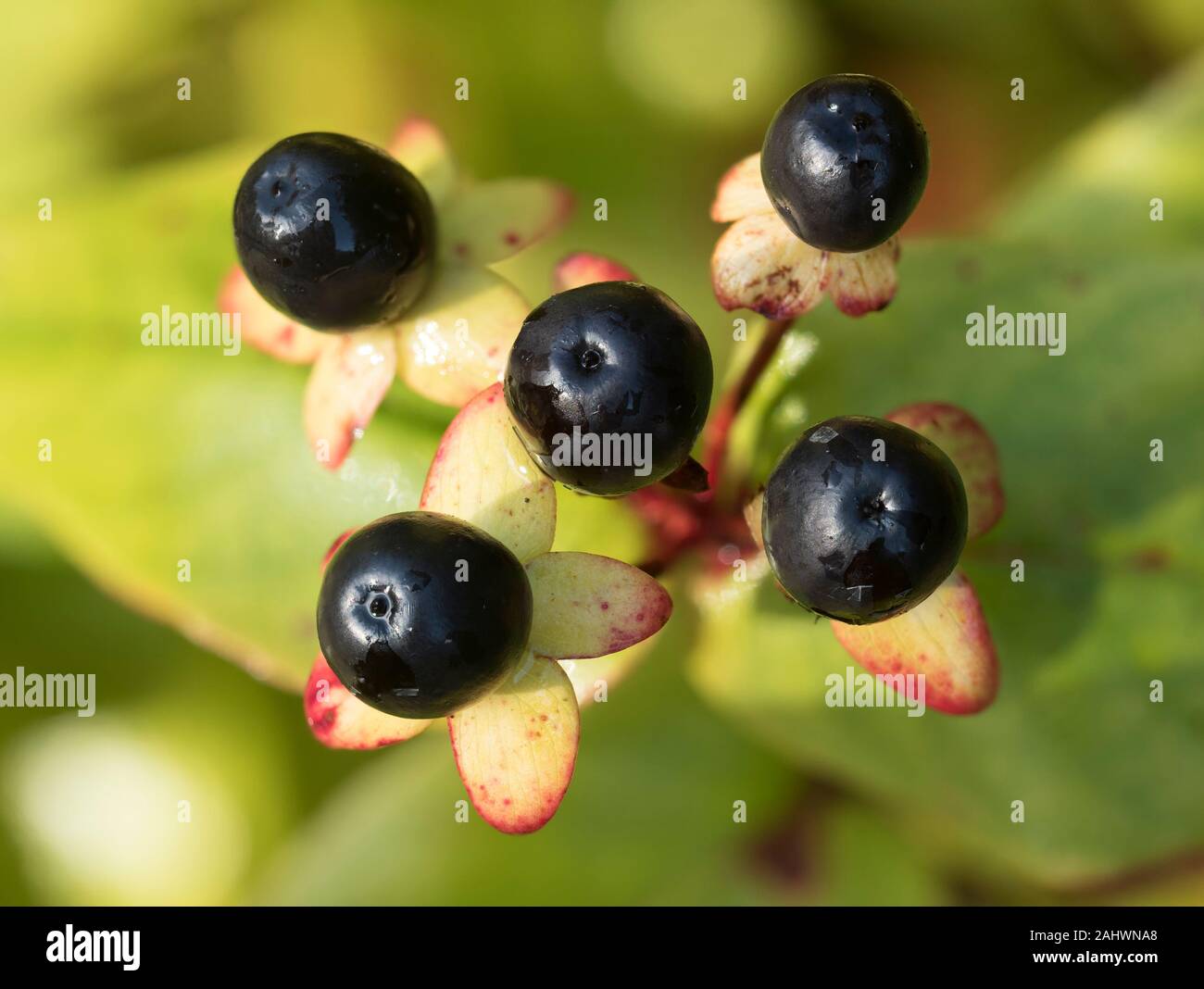 Bacche mature del perenne arbusto Tutsan (Hypericum androsaemum) in dicembre. Tipperary, Irlanda Foto Stock