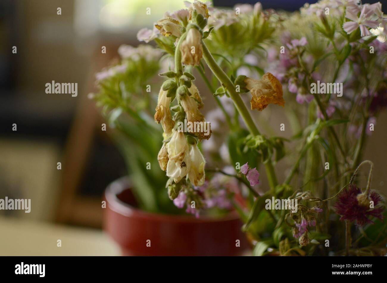 L'avvizzimento bianco e viola fiori selvaggi su un tavolo accanto a aloe in piccoli pot rosso Foto Stock