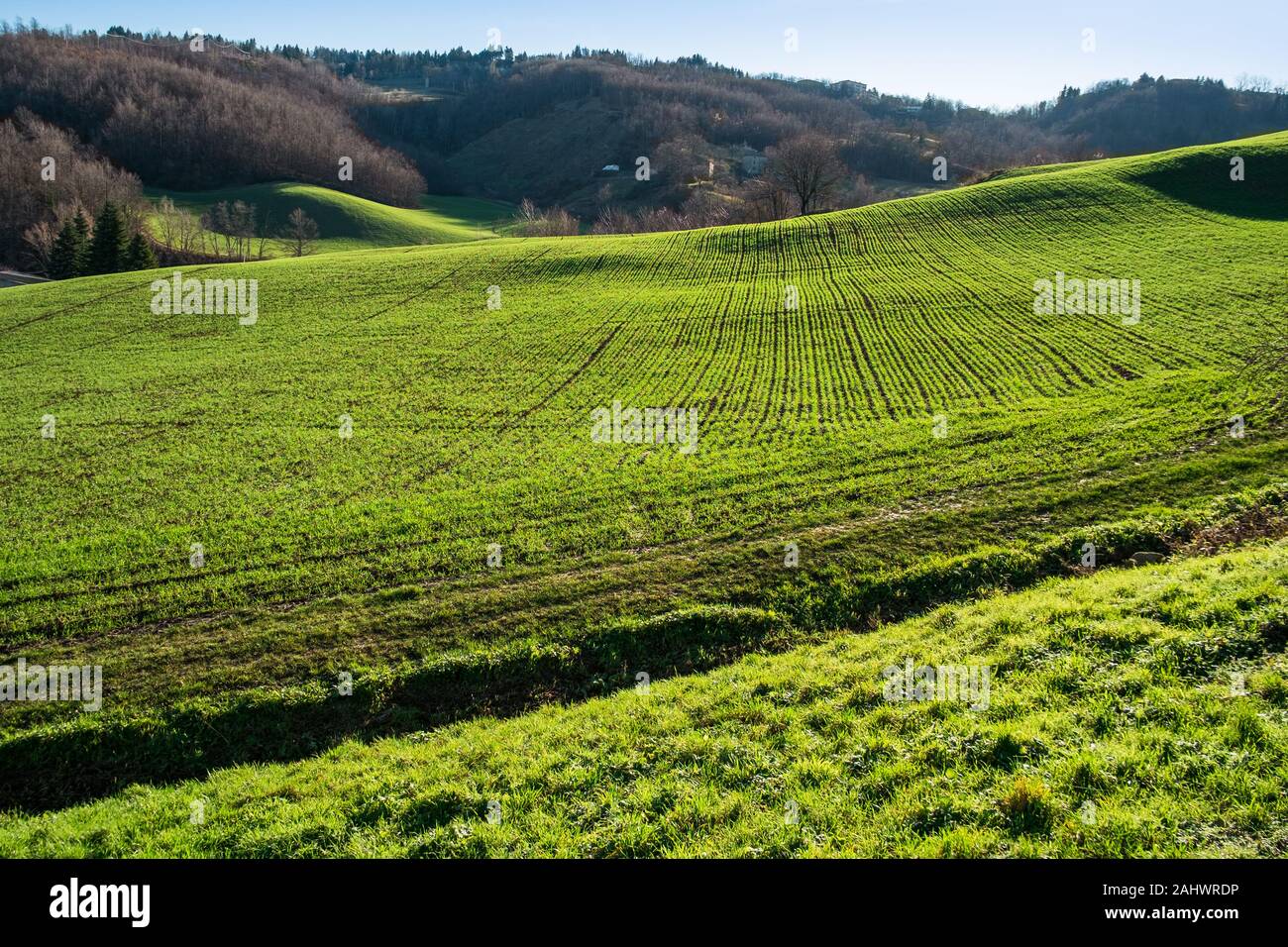 La mattina presto luce solare su campi di grano in Appennino settentrionale, Emilia Romagna, Italia. Foto Stock