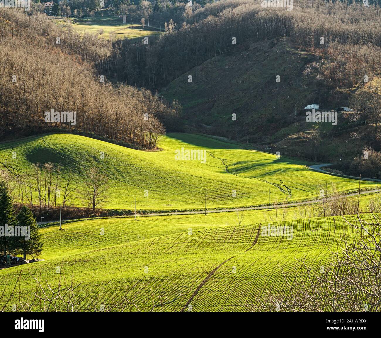 La mattina presto luce solare su campi di grano in Appennino settentrionale, Emilia Romagna, Italia. Foto Stock