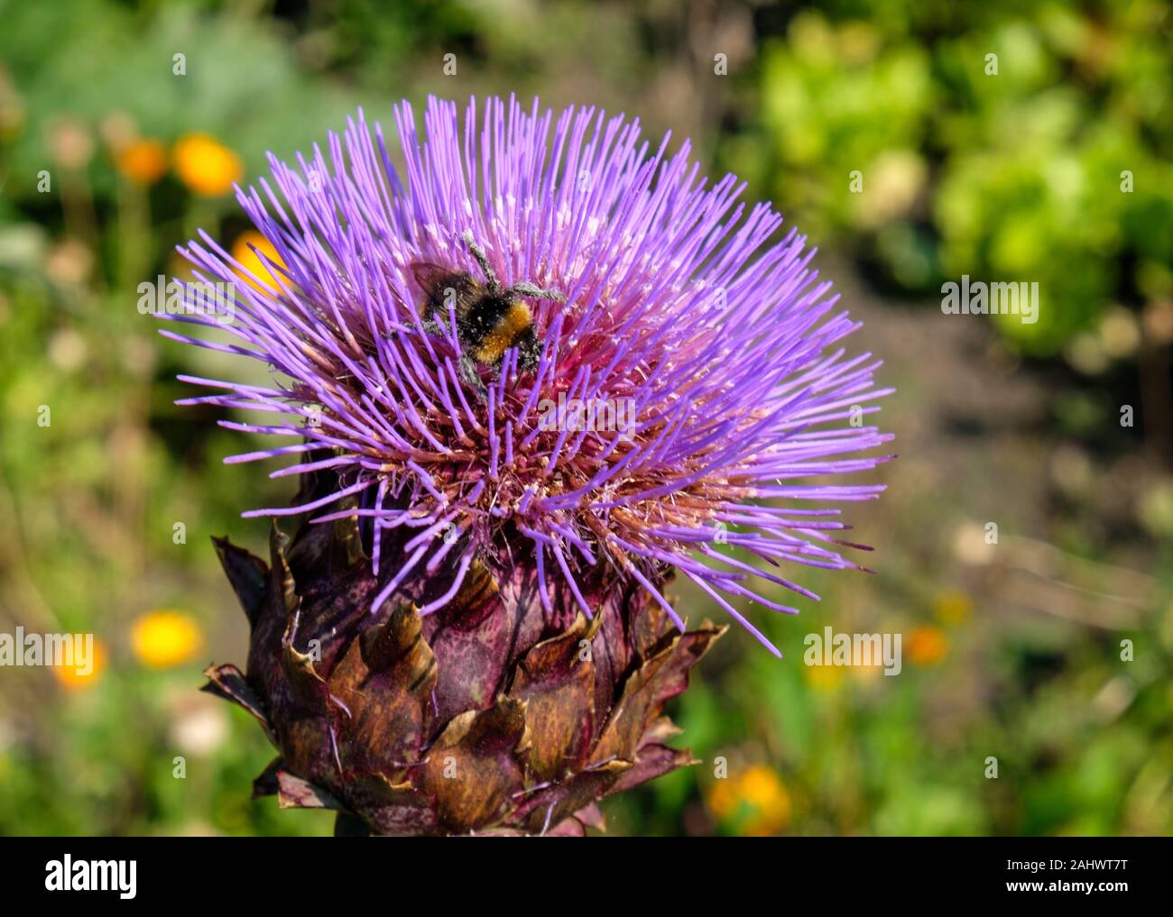 L'alimentazione delle api in fiore di cardo (Cynara cardunculus), chiamato anche il carciofo, che cresce su un riparto, REGNO UNITO Foto Stock