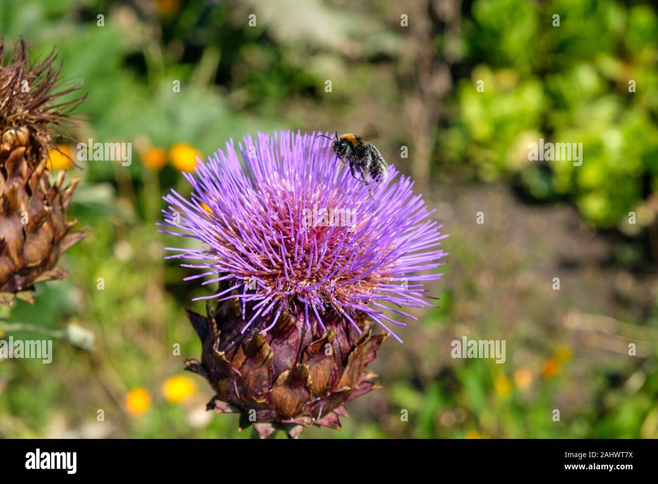 L'alimentazione delle api in fiore di cardo (Cynara cardunculus), chiamato anche il carciofo, che cresce su un riparto, REGNO UNITO Foto Stock