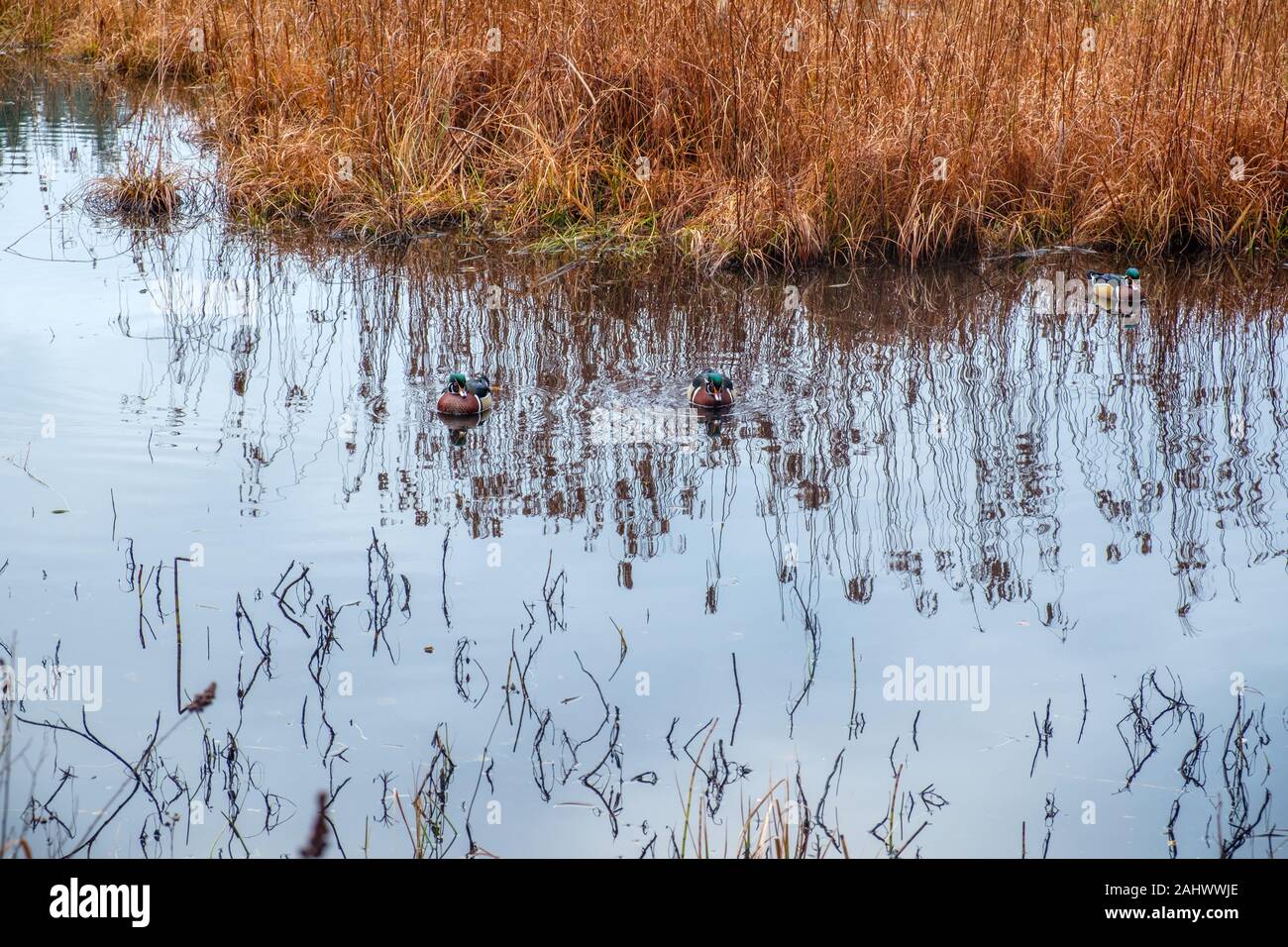 Beaver lake, il Parco Stanley, Vancouver, British Columbia, Canada Foto Stock