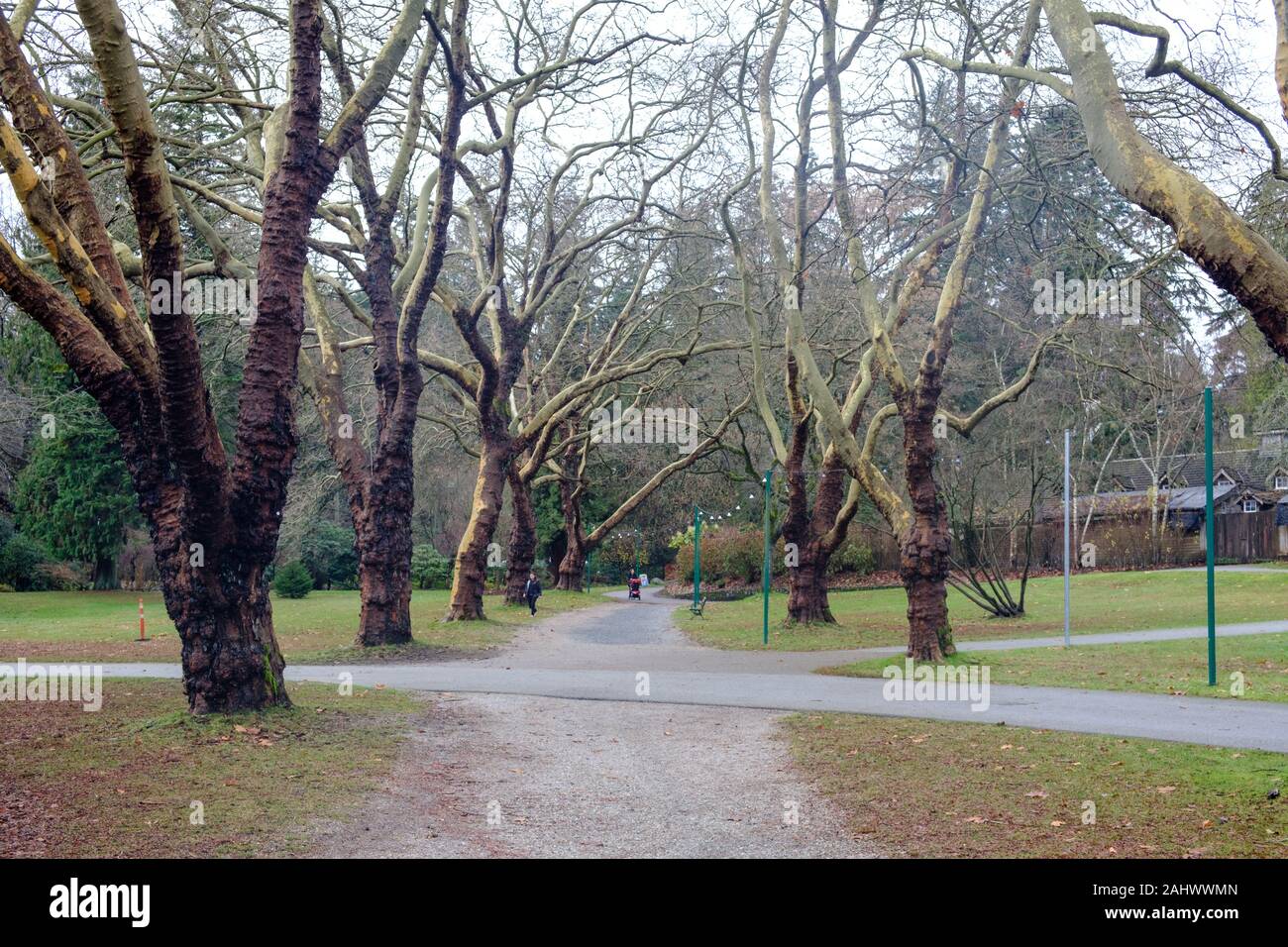 Alberi in inverno nel Parco di Stanley, Vancouver, British Columbia, Canada Foto Stock