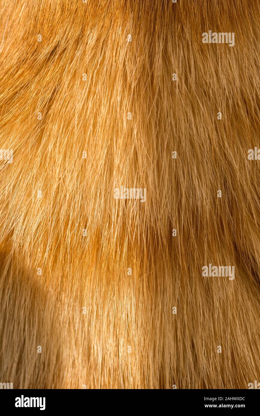 Chiudere l immagine del pelo di una giovane orange tabby / Zenzero cat / gattino. Foto Stock