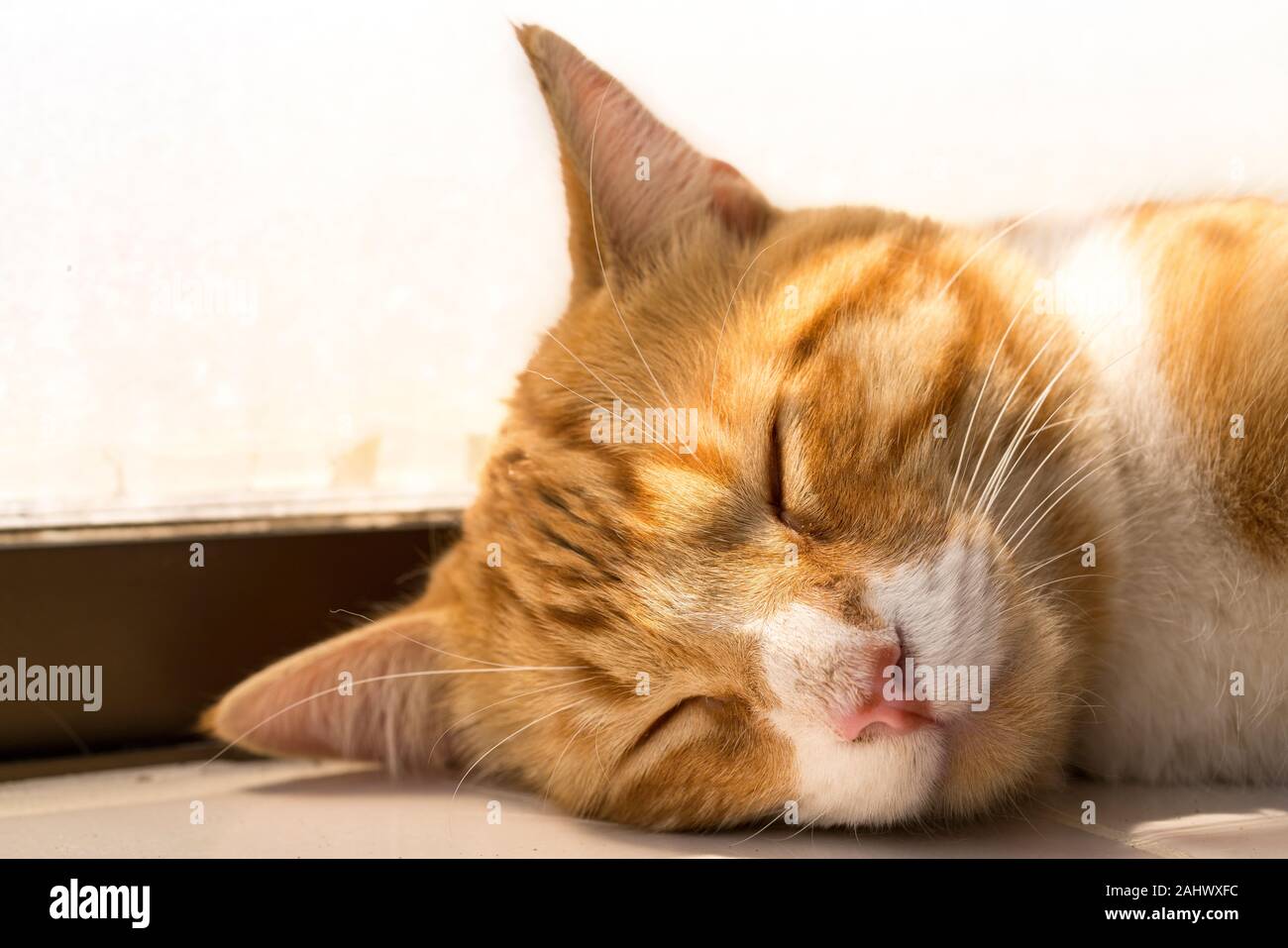 Chiudere l immagine di un sonno giovani orange tabby / Zenzero cat / gattino. Foto Stock