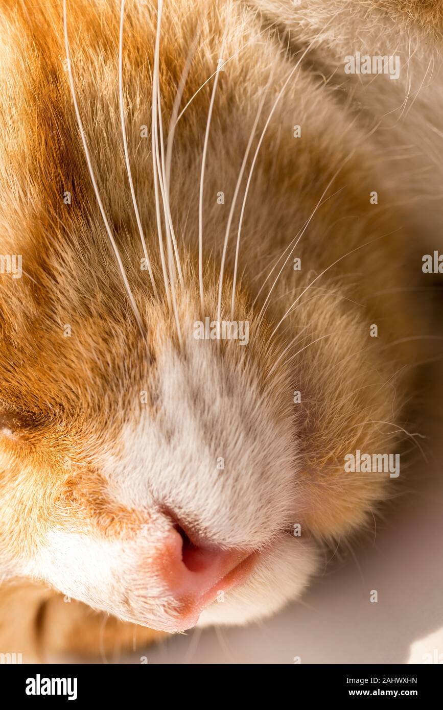 Chiudere l immagine di un sonno giovani orange tabby / Zenzero cat / gattino. Foto Stock