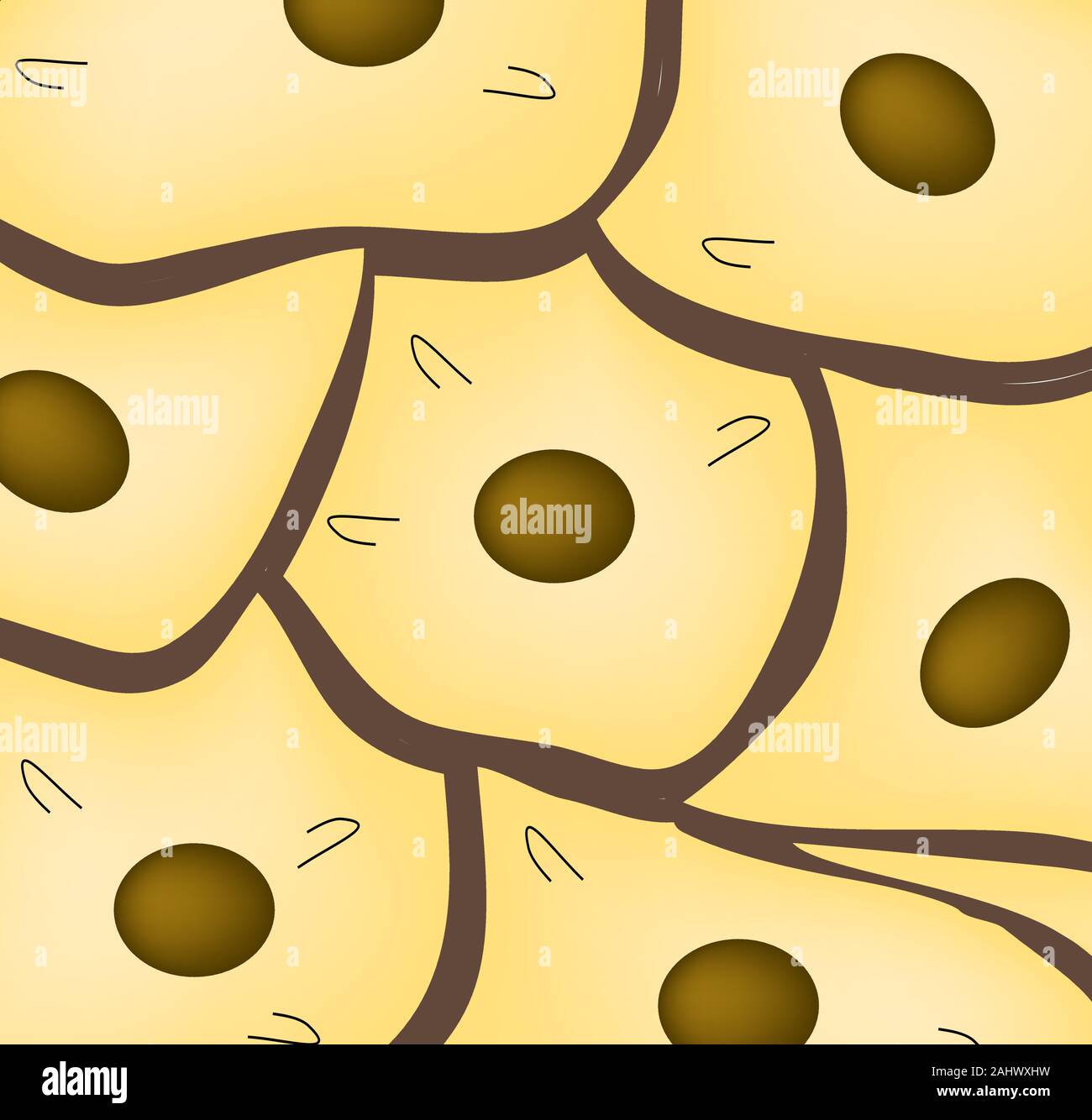 Epitelio squamoso., cubica, ciliate, ghiandolare. Set. Infographics. Illustrazione Vettoriale. Illustrazione Vettoriale