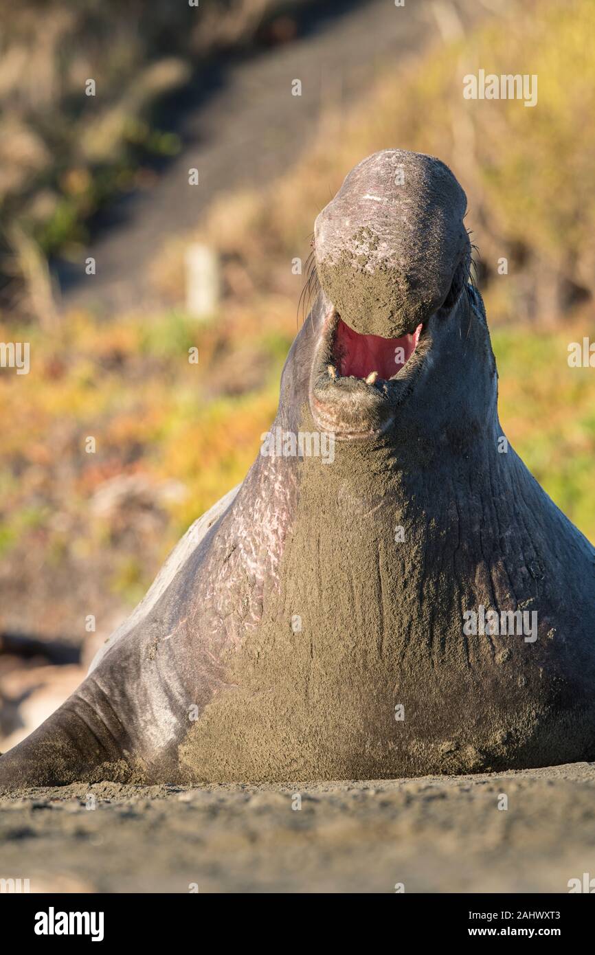 Bull guarnizione di elefante, punto Reyes, California Foto Stock