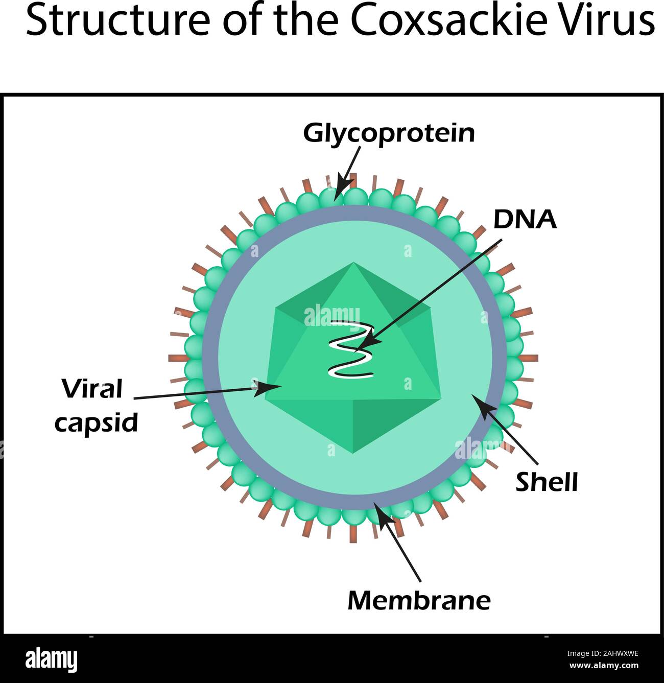 La struttura del coxsackie virus. Enterovirus. Infographics. Illustrazione Vettoriale su sfondo isolato Illustrazione Vettoriale