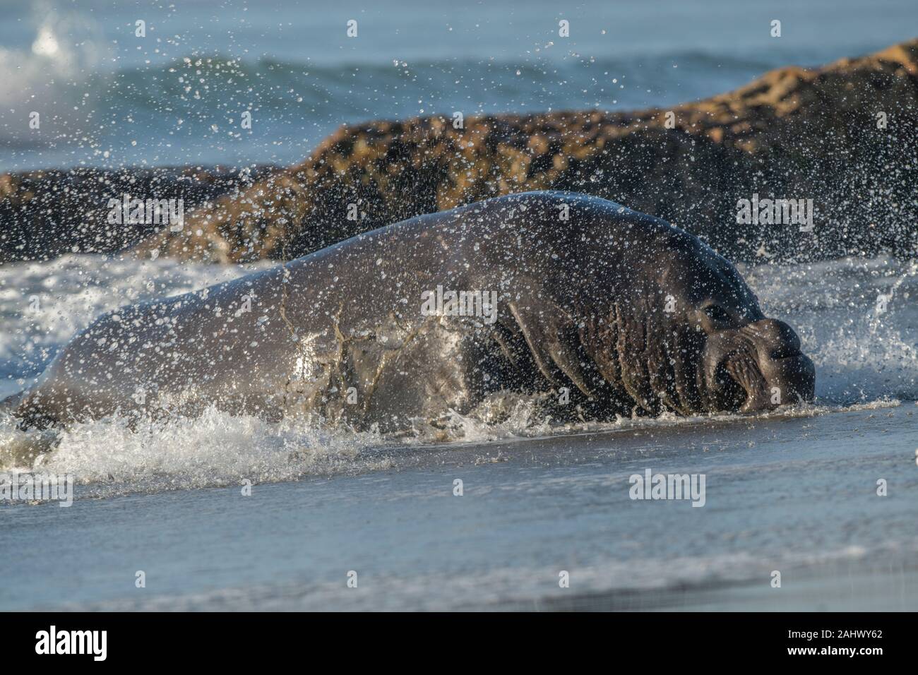 Bull guarnizione di elefante, punto Reyes, California Foto Stock