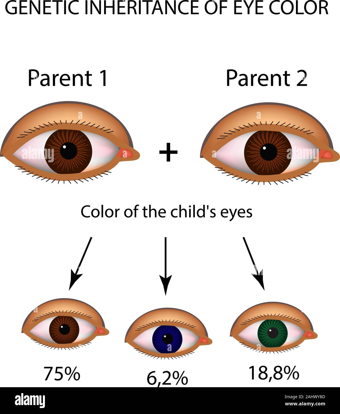 L'eredità genetica del colore degli occhi. Marrone, blu, occhi verdi. Infographics. Illustrazione Vettoriale su sfondo isolato Illustrazione Vettoriale