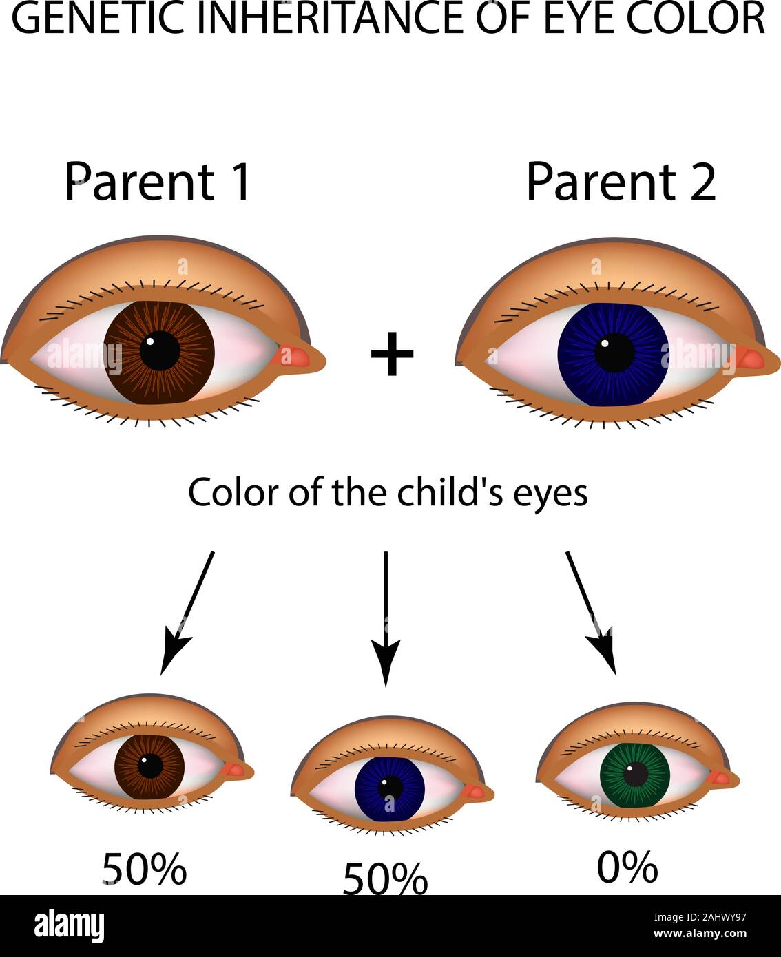 L'eredità genetica del colore degli occhi. Marrone, blu, occhi verdi. Infographics. Illustrazione Vettoriale su sfondo isolato Illustrazione Vettoriale