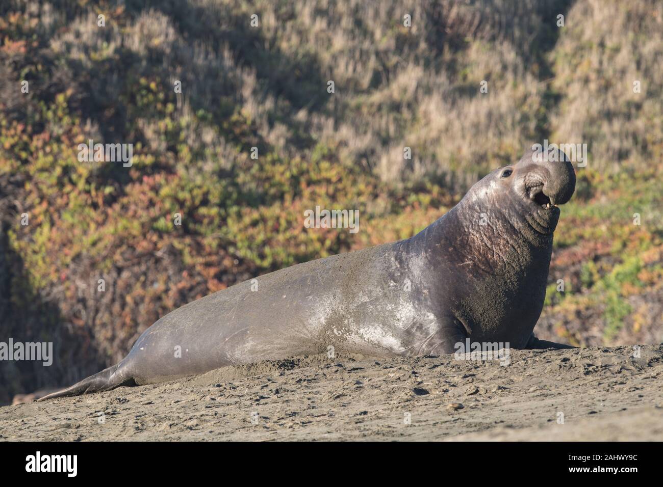 Bull guarnizione di elefante, punto Reyes, California Foto Stock