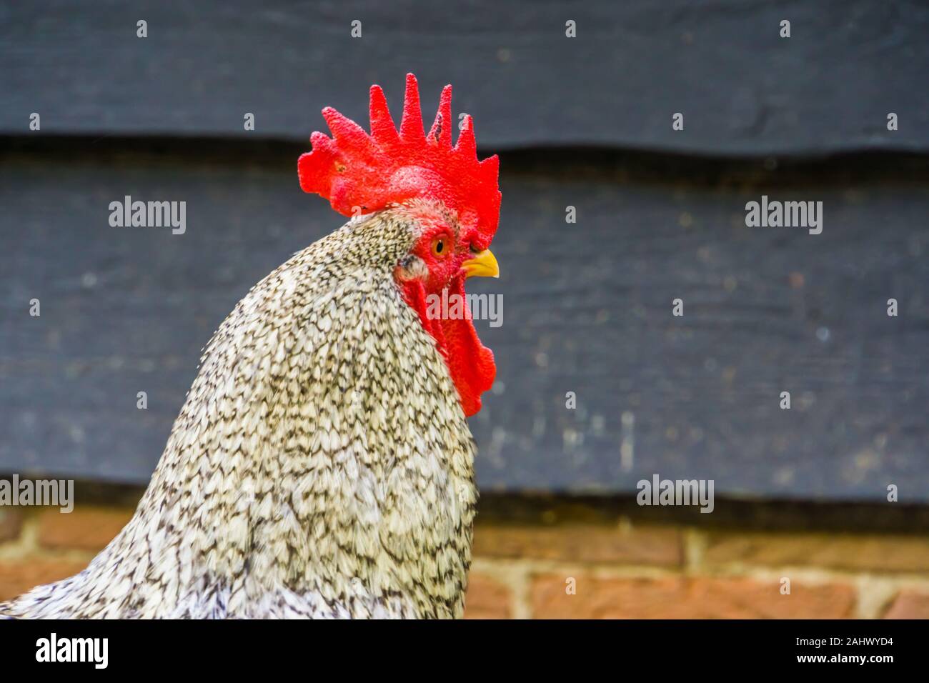 Primo piano del volto di un bellissimo pollo addomesticati, intervallo libero il pollo sul farm, pet popolari Foto Stock