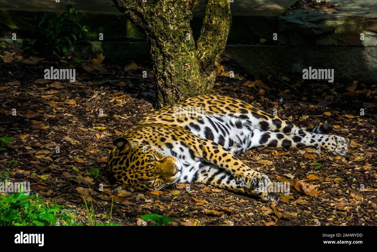 Primo piano della Jaguar arancione dormendo, vicino minacciate specie animale da America Foto Stock
