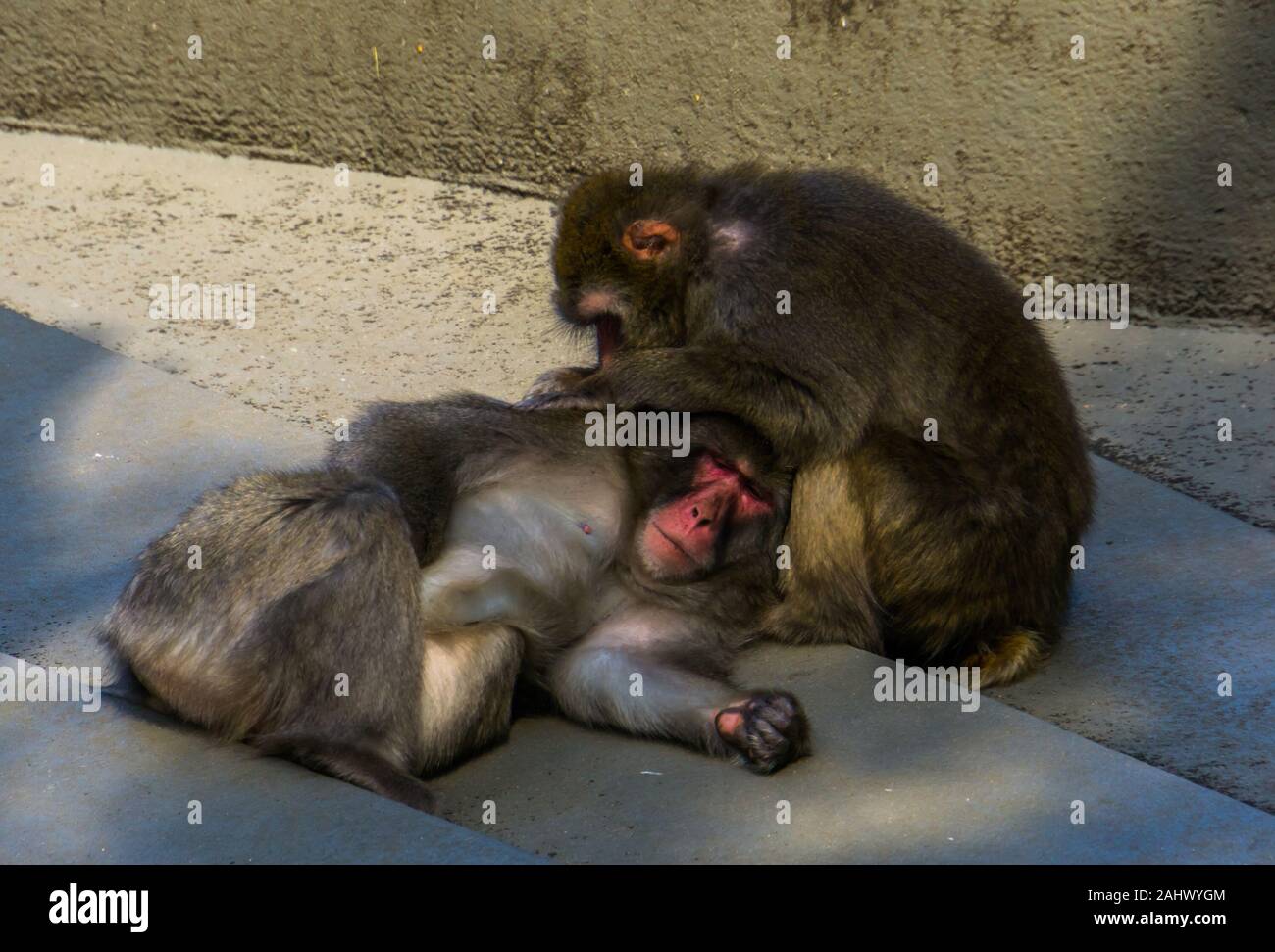 Macaque giapponese giovane toelettatura ogni altro in primo piano, tipico sociale il comportamento di primate, tropicali specie di scimmia dal Giappone Foto Stock