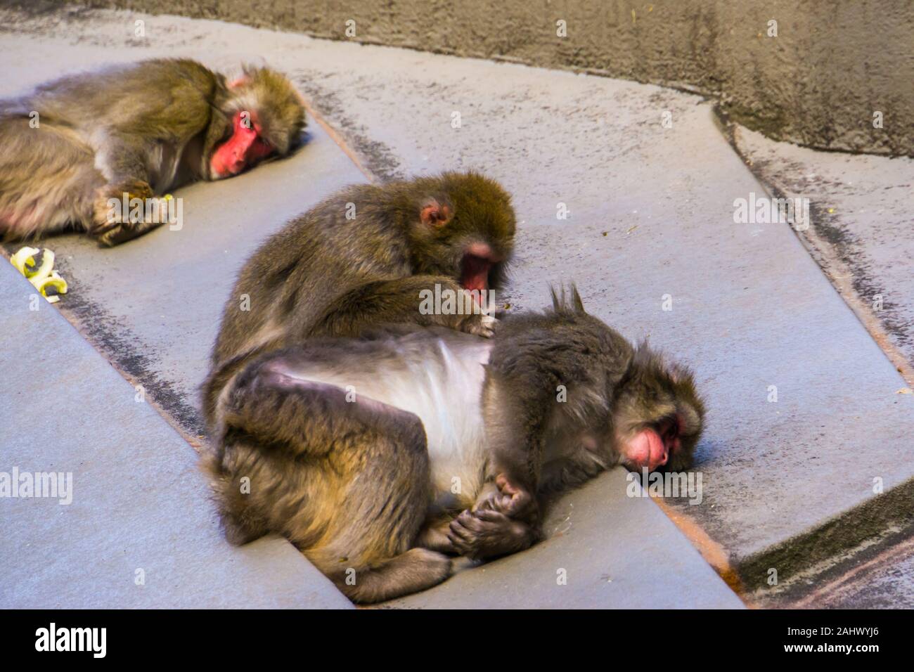 Macaque giapponese giovane toelettatura ogni altra, tipico sociale il comportamento di primate, tropicali specie di scimmia dal Giappone Foto Stock
