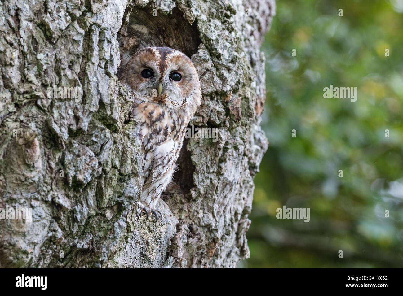 Long Eared Allocco (Strix aluco), appollaiato su un albero in autunno, il Galles Centrale Foto Stock