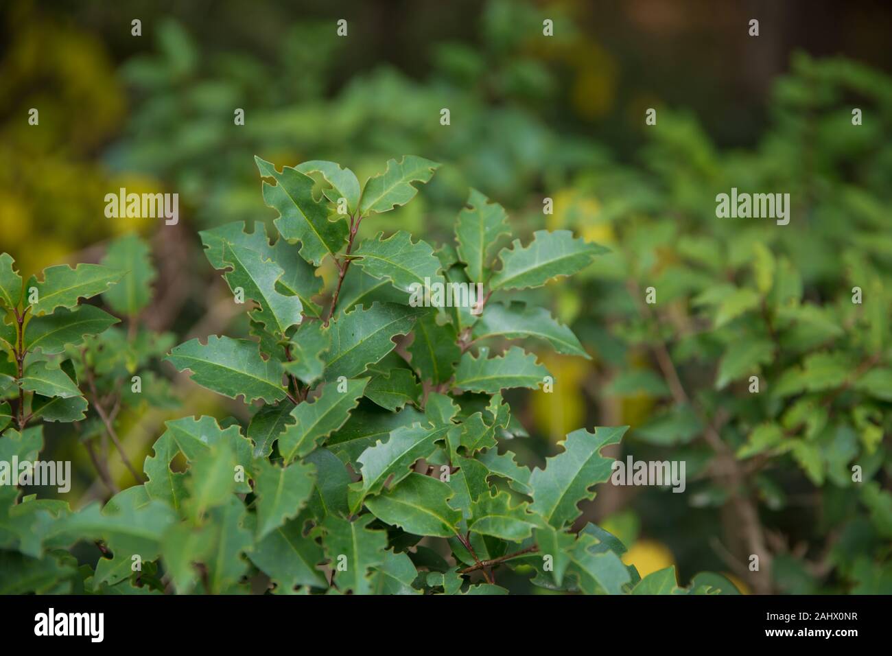 Ligustrum lucidum . Ligustrum lucidum viene spesso utilizzato come un albero ornamentale, talvolta in variegate forme. Foglia di cera ligustrum arbusto verde . Foto Stock