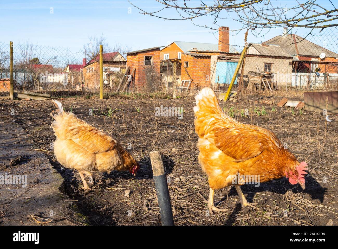 Coppia di galline rosso in cerca di cibo nel giardino della casa di campagna in inverno pieno di sole al mattino Foto Stock