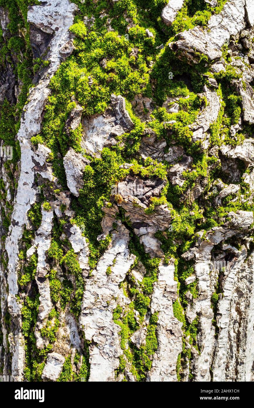 Consistenza naturale - verde muschio sulla superficie della corteccia del vecchio albero di noce sulla soleggiata giornata invernale Foto Stock