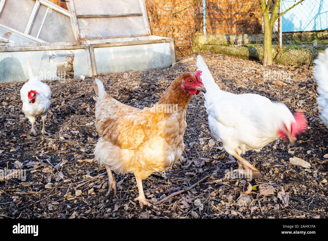 I polli a piedi al cortile della casa di campagna in inverno sera Foto Stock