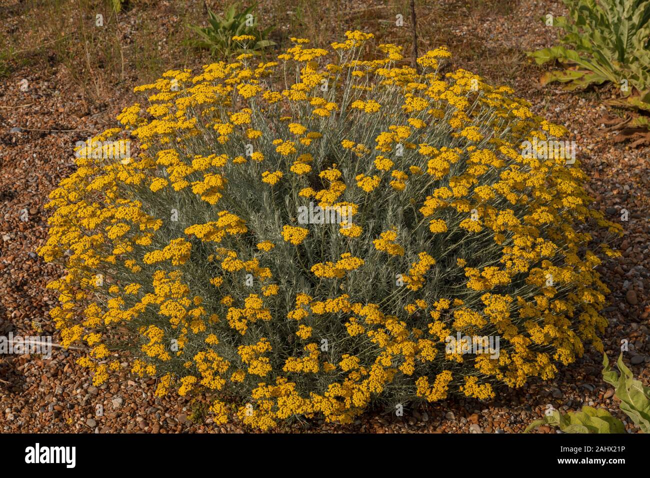 Il cotone lavanda, santolina chamaecyparissus, in fiore. Naturalizzato giardino escape, Suffolk. Foto Stock