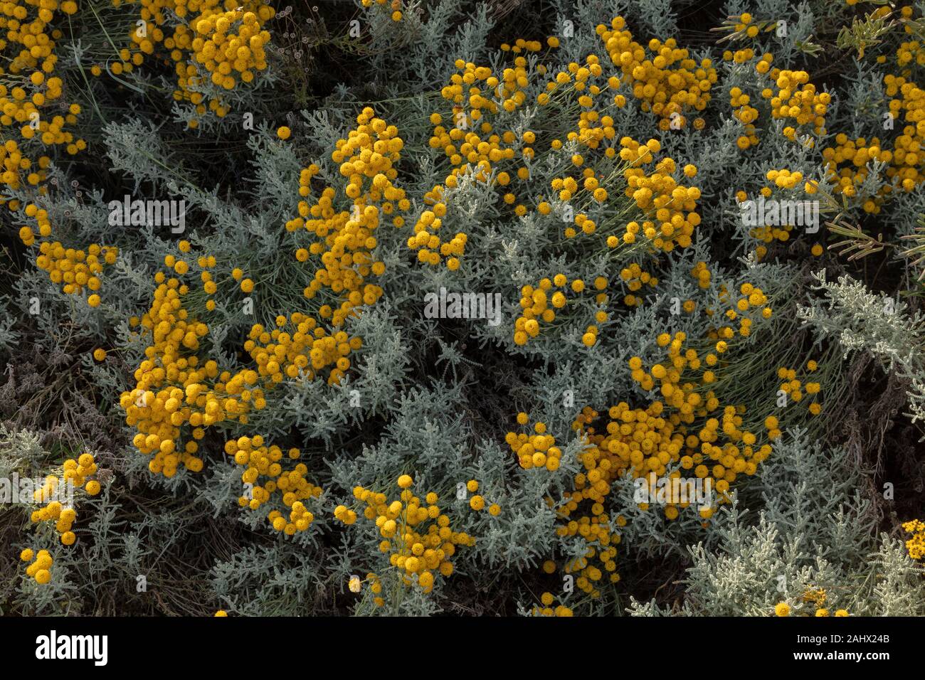 Il cotone lavanda, santolina chamaecyparissus, in fiore. Naturalizzato giardino escape, Suffolk. Foto Stock
