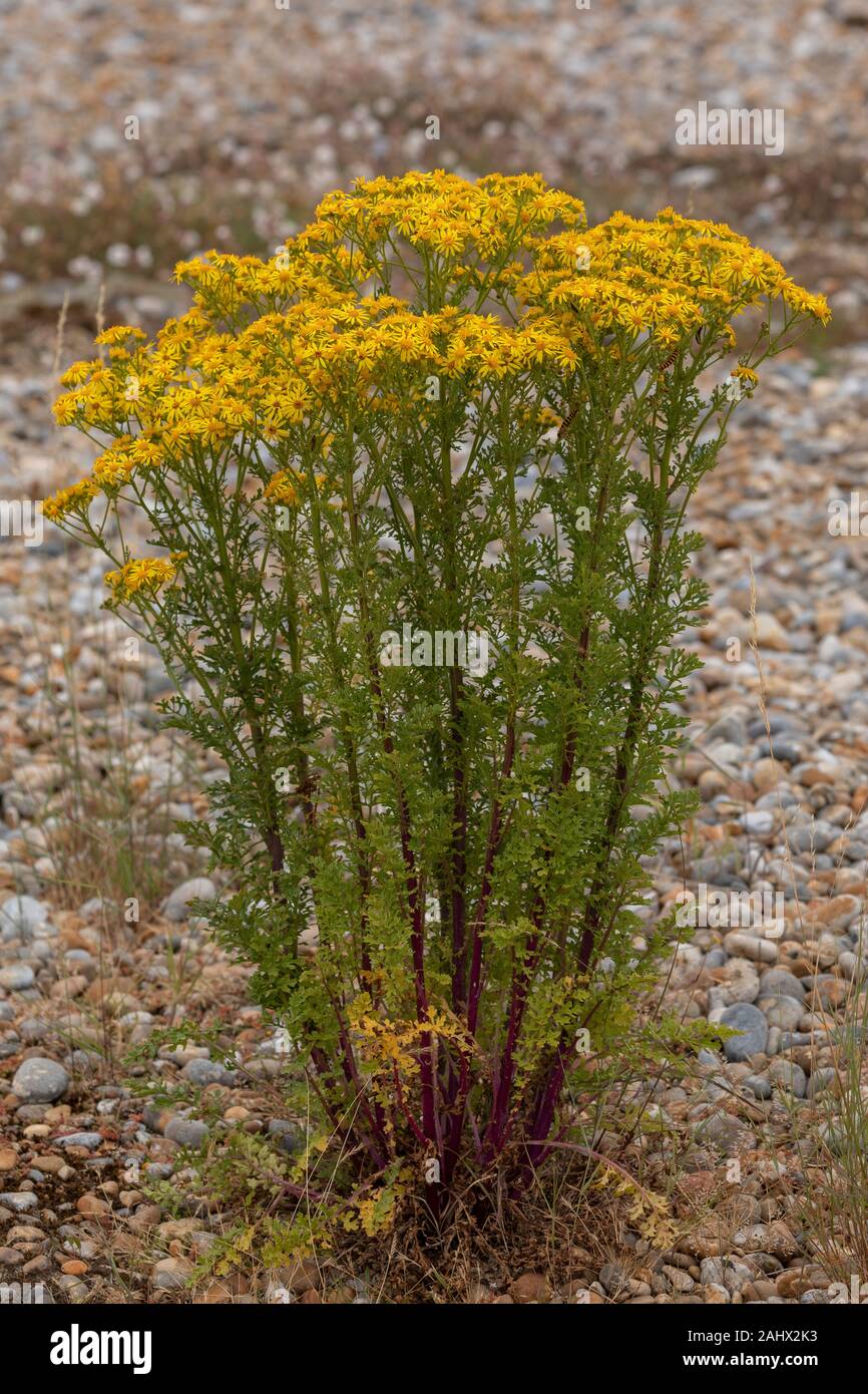 Comune Ragwart, Jacobaea vulgaris, che cresce su ghiaia, costa Suffolk. Foto Stock