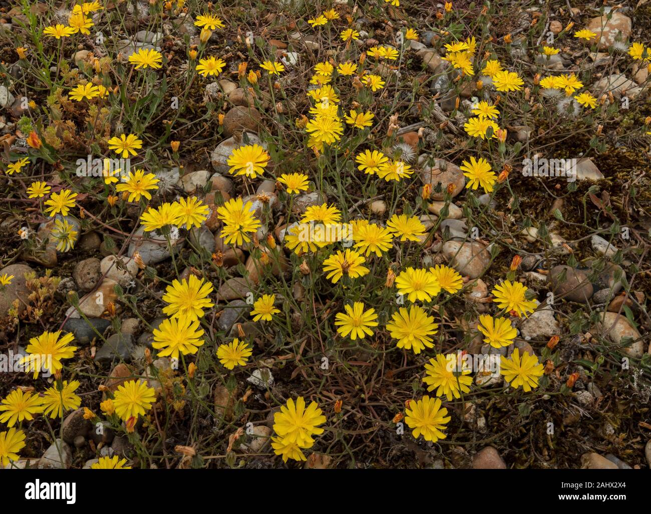 Autunno hawkbit, Scorzoneroides autumnalis, in fiore en masse sulla ghiaia, Suffolk. Foto Stock