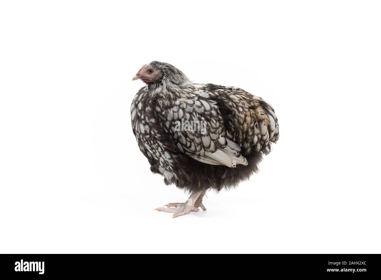 Una in bianco e nero di gallina Orlington ponendo in studio Foto Stock