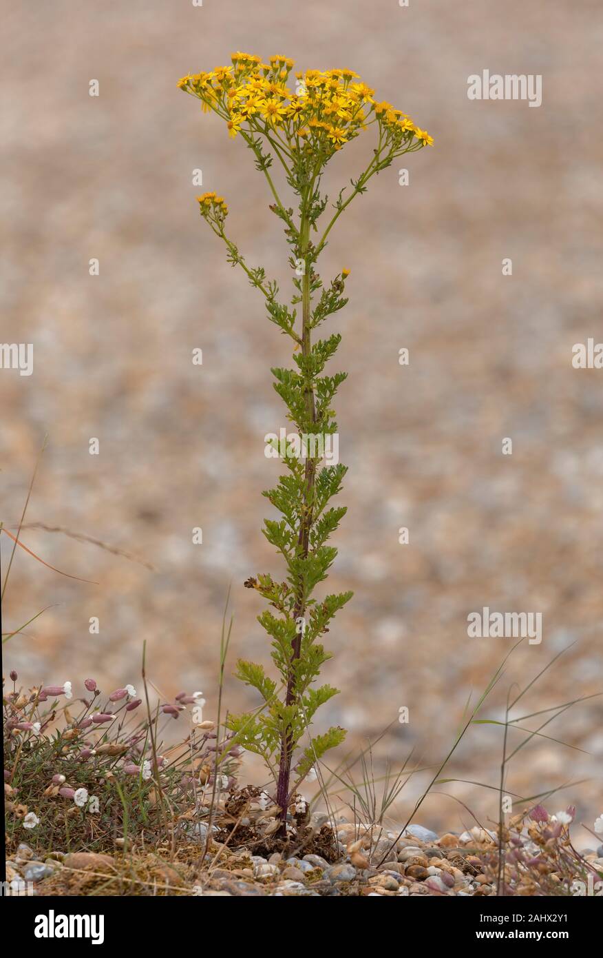 Comune Ragwart, Jacobaea vulgaris, che cresce su ghiaia, costa Suffolk. Foto Stock