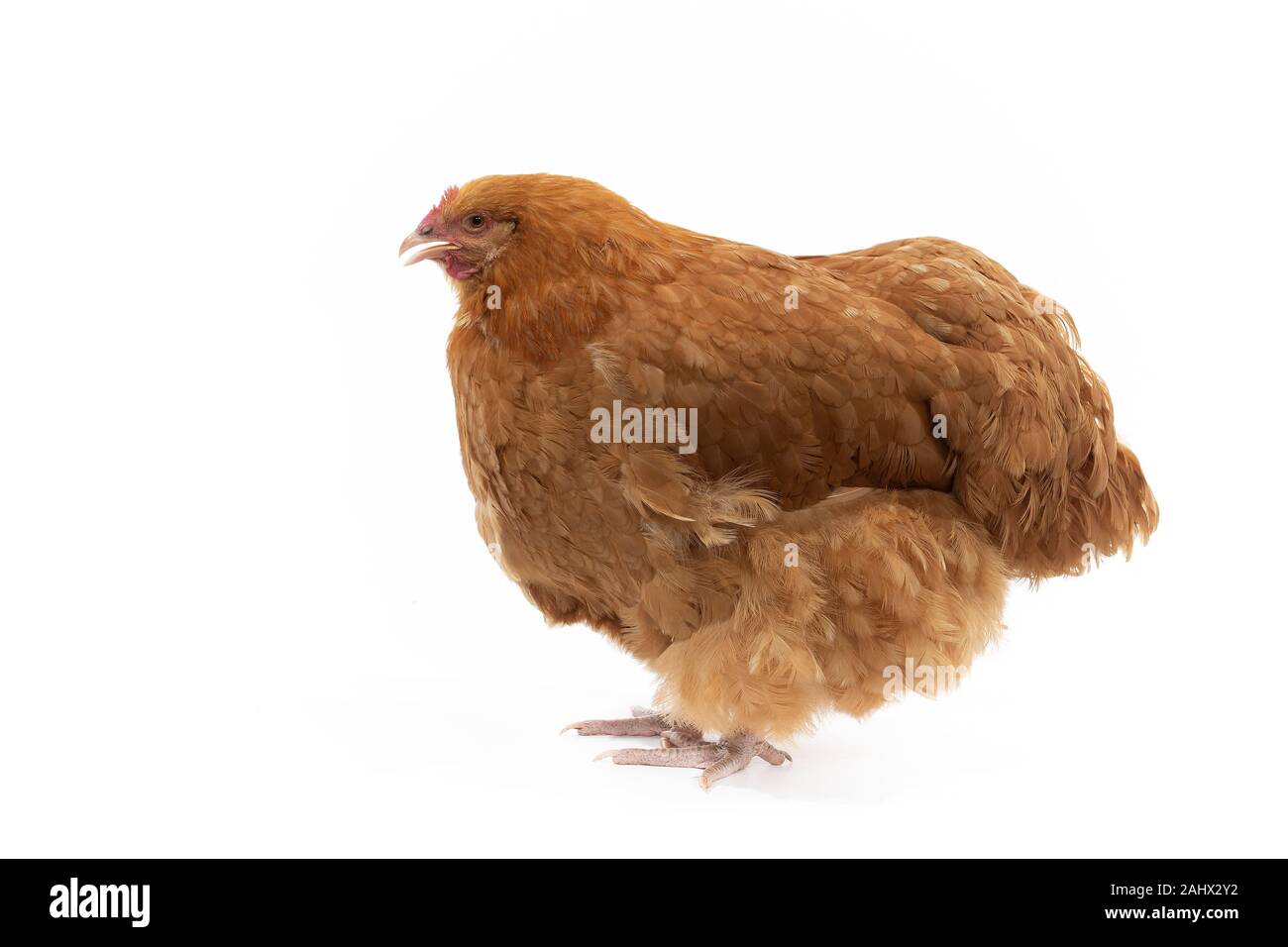 Un buff orlington hen ponendo in studio Foto Stock