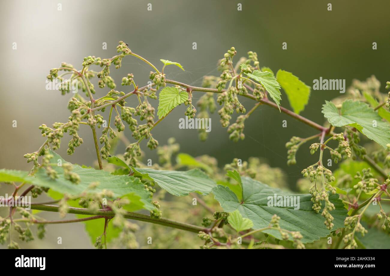 Luppolo selvatico, Humulus lupulus vitigno, con infiorescenze maschili, crescendo nella siepe. Suffolk. Foto Stock