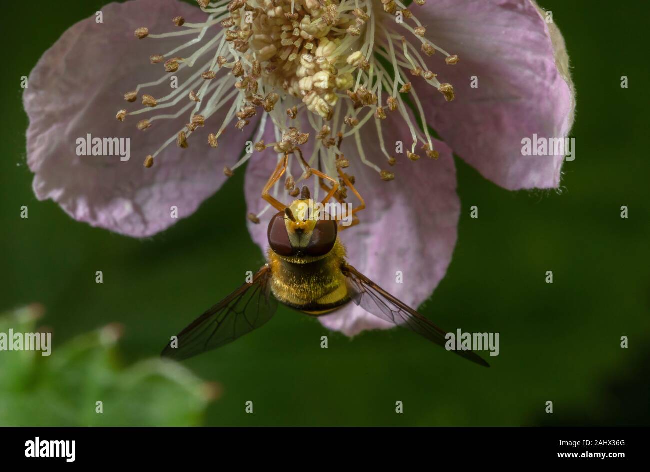 Close-up viso maschile di comune hoverfly nastrati, Syrphus ribesii alimentando il rovo fiore nel giardino della fauna selvatica, Norfolk. Foto Stock