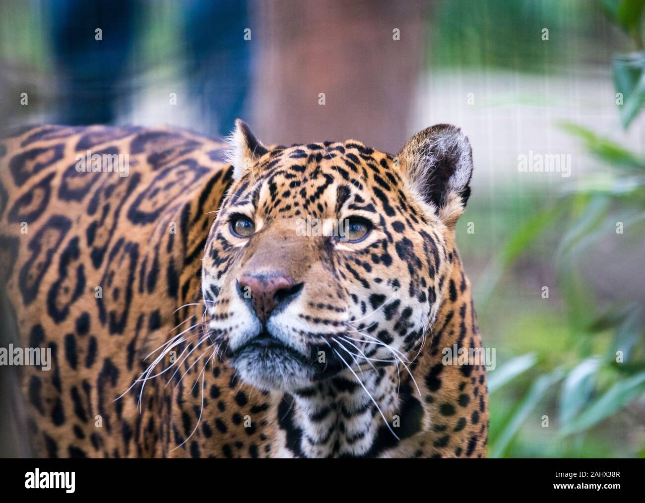 Una fotografia di un captive Jaguar in un giardino zoologico al momento del pasto. Foto Stock