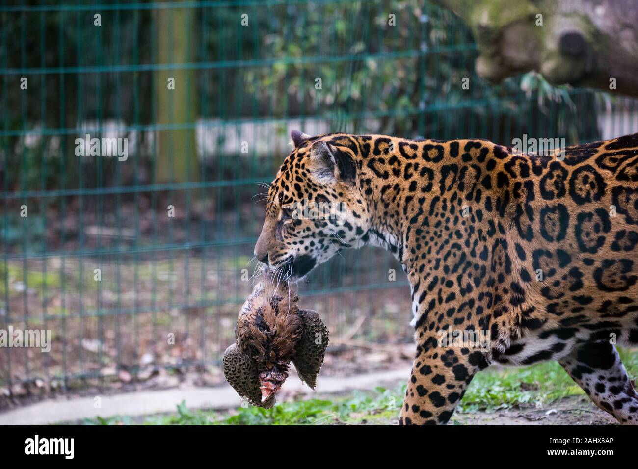 Una fotografia di un captive Jaguar in un giardino zoologico al momento del pasto. Foto Stock