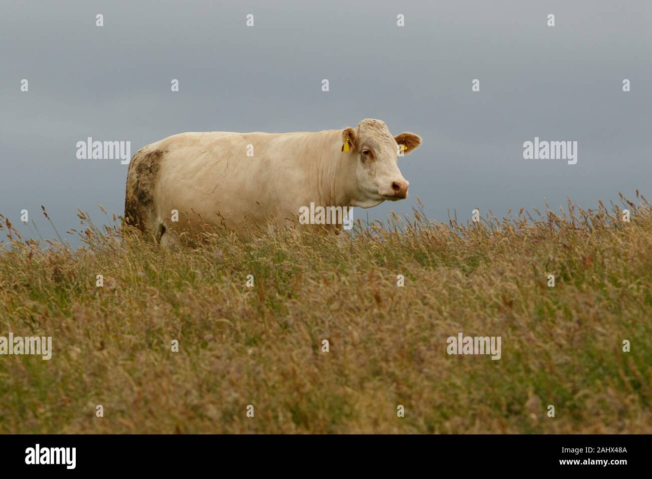 Bovini (Bos taurus) di pascolare su campo, Scotland, Regno Unito. Foto Stock