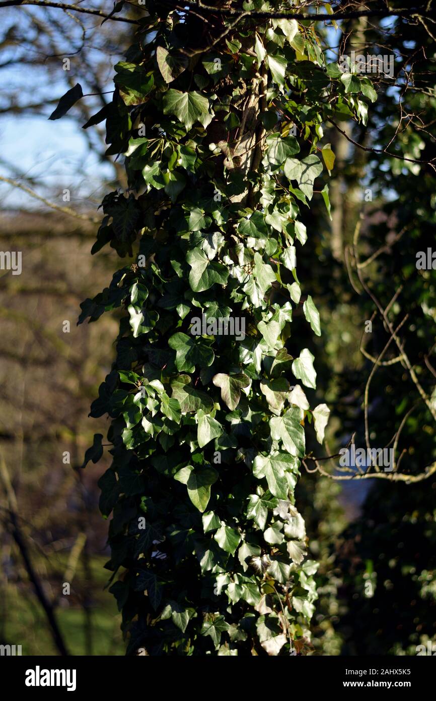 English ivy avvolta intorno a un tronco di albero nella luce del sole Foto Stock