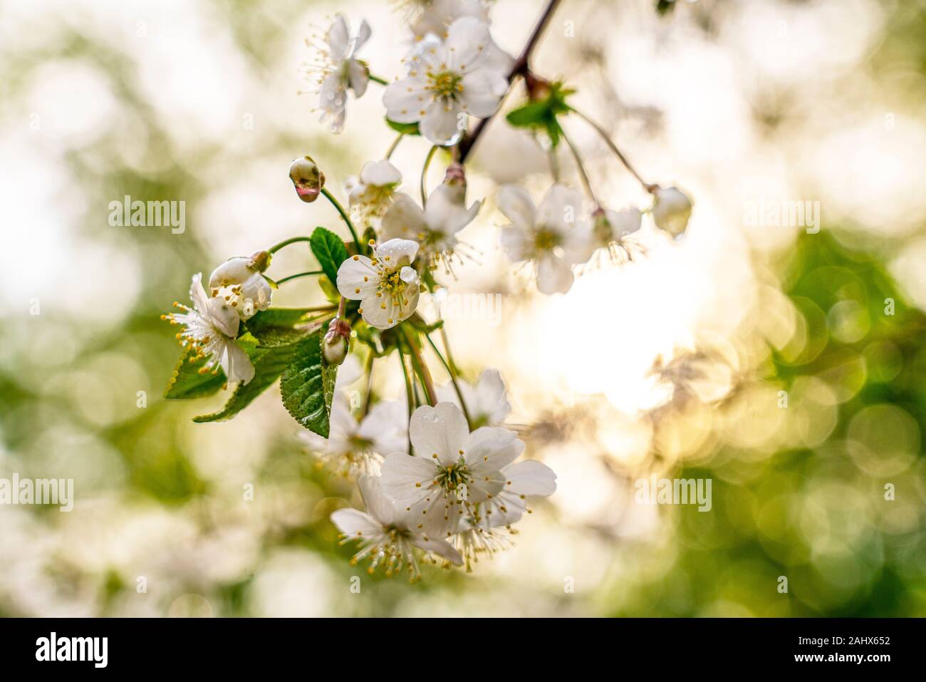 Molla, giardini fioriti, albicocca blossom, fiori di close-up in gocce di pioggia sullo sfondo della luce solare Foto Stock