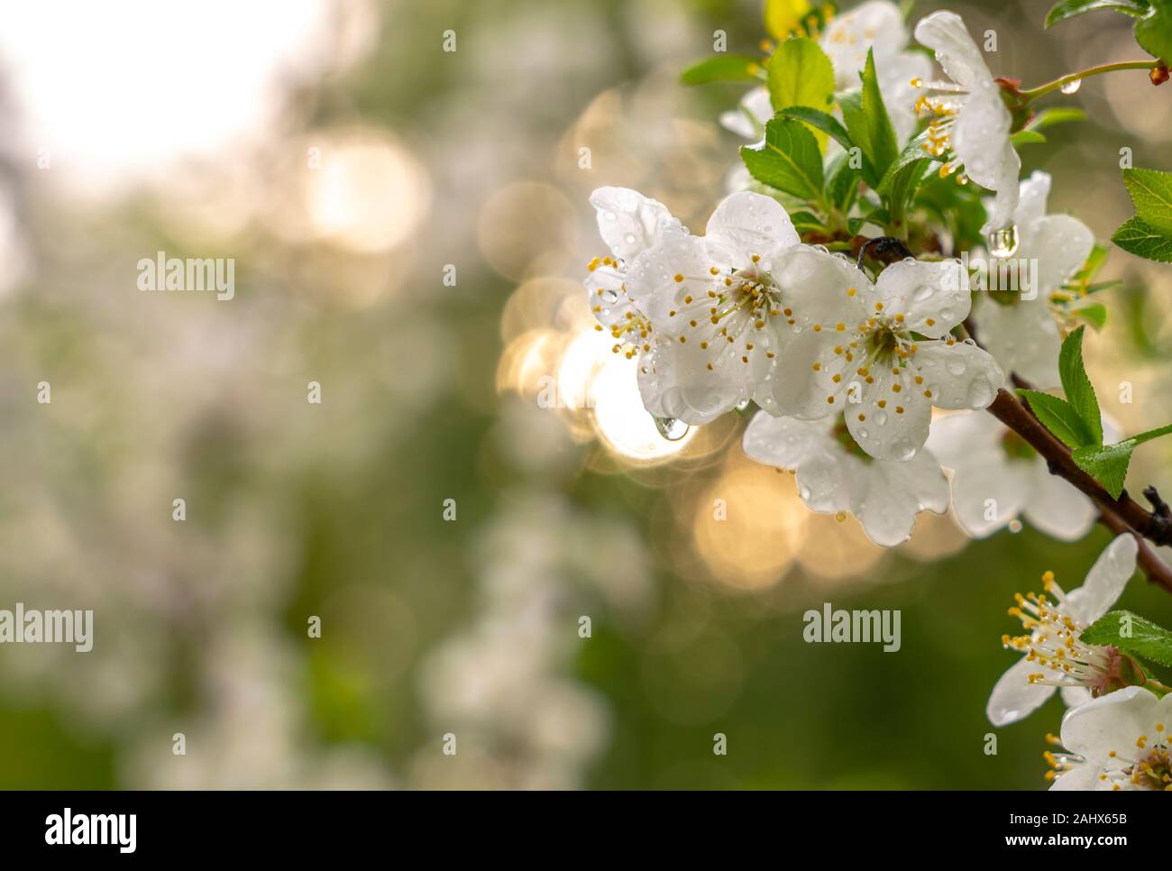 Molla, giardini fioriti, albicocca blossom, fiori di close-up in gocce di pioggia sullo sfondo della luce solare Foto Stock