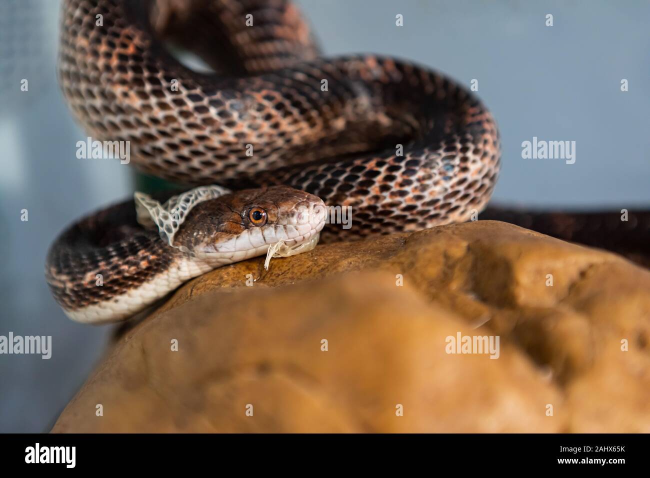 Closeup shot con il fuoco selettivo del pet testa del serpente come si getta la sua pelle. Sly serpente spargimento su struttura in pietra nel suo contenitore in vetro Foto Stock