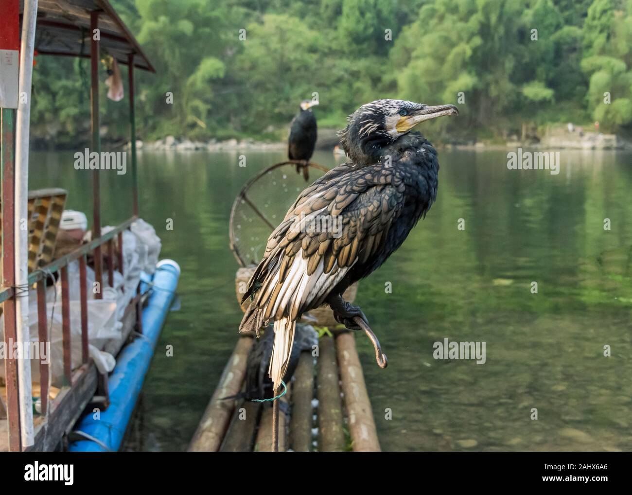 Coppia di cormorani da pesca su una zattera di bambù, fiume li, Xingping, provincia Guangxi, Cina Foto Stock