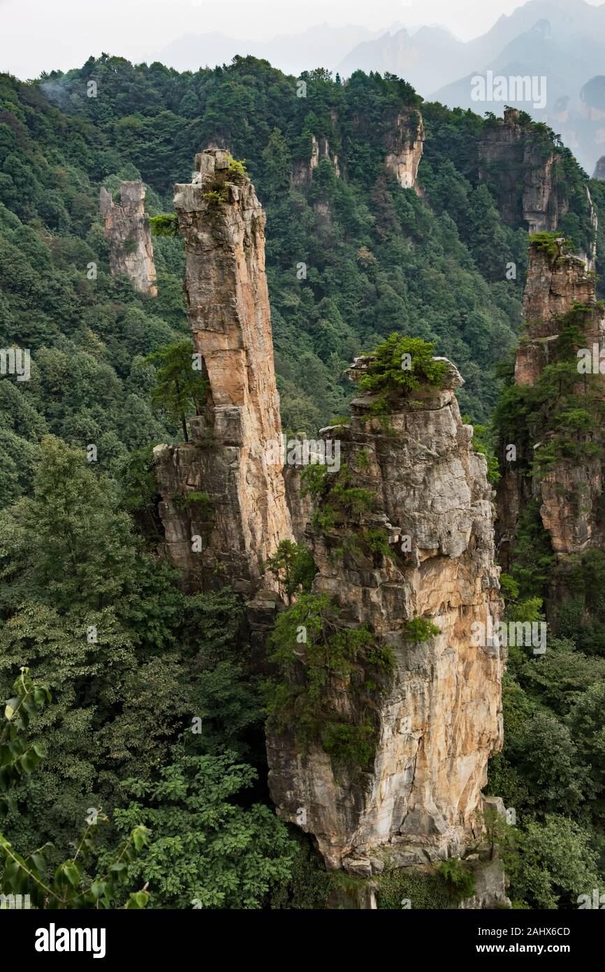 Pilastri e foreste di arenaria, Wulingyuan, Zhangiajie NP, Hunnan, Cina Foto Stock