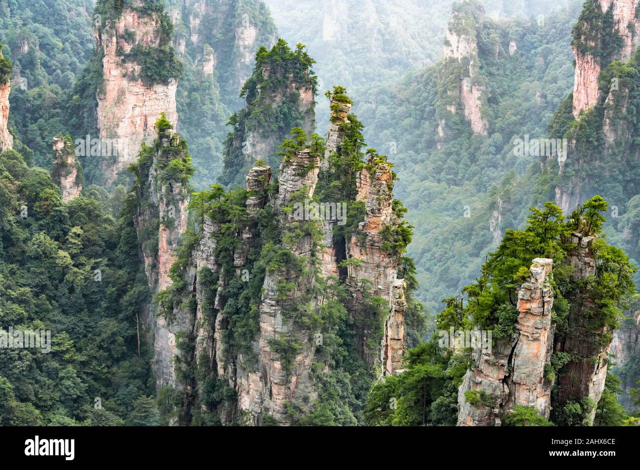 Pilastri di arenaria quarzita carsica con foresta sub-tropicale, Wulingyuan, Zhangjiajie NP, provincia di Hunnan, Cina. Foto Stock