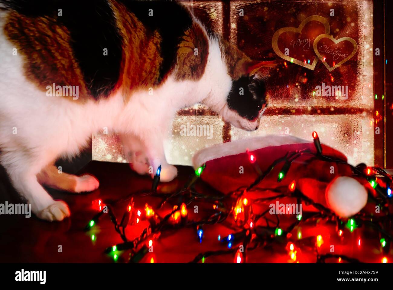 Zucca, un quattro-anno-vecchia gatta calico, ispeziona un trefolo di luci di Natale, Dic 29, 2019, in Coden, Alabama. Foto Stock