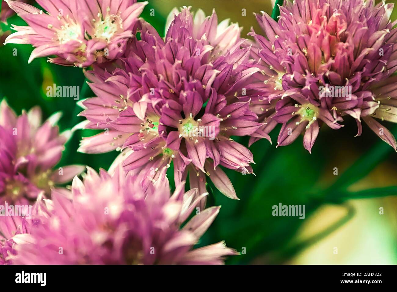 Vista dettagliata del fresco giardino di rosa fiori di erba cipollina Foto Stock