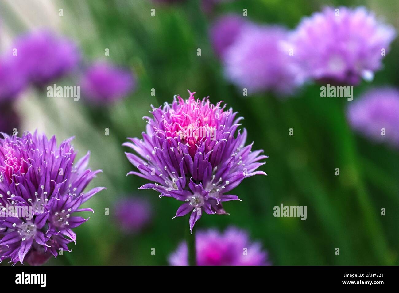 Vista dettagliata del fresco giardino di rosa fiori di erba cipollina Foto Stock
